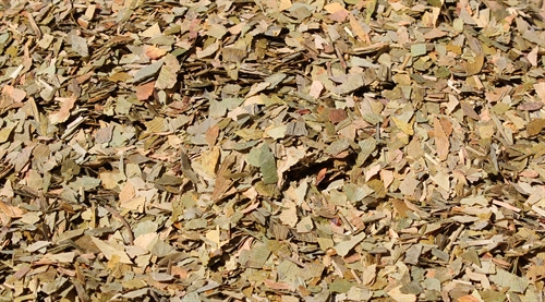 Gingko biloba, tempel