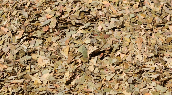 Gingko biloba, tempel