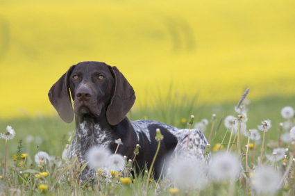 Hundeurter - sådan bruger du urter til hunde Hundeurter - sådan bruger du urter til hunde