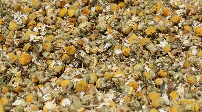 Kamilleblomster, bruges i foderet til heste. Gerne sammen med andre urter