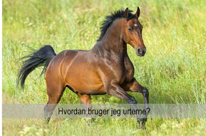 Hesteurter - sådan bruger du urter til heste