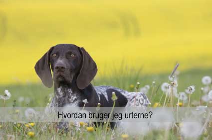 Hundeurter - sådan bruger du urter til hunde